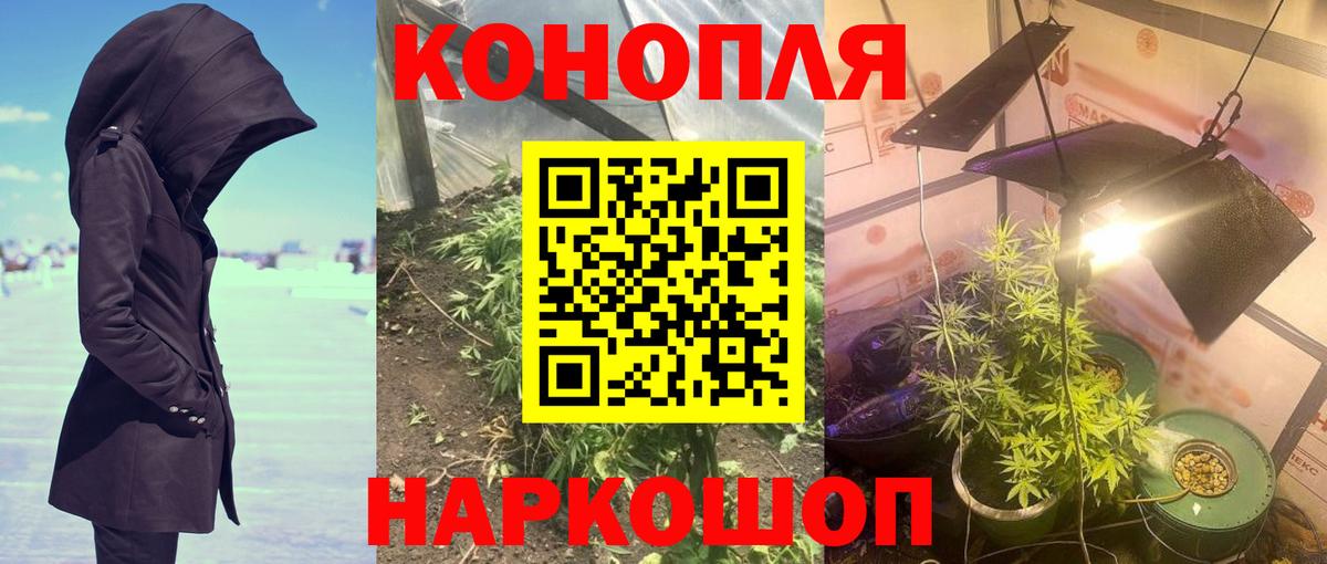 Каннабис сатива Отрадный